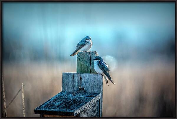 Morning Light Sparrows