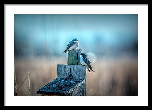 Morning Light Sparrows