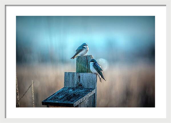 Morning Light Sparrows