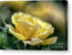 A Mother's Rose