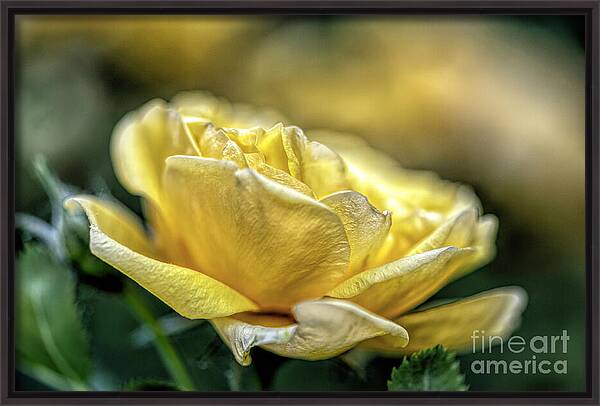 A Mother's Rose