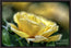 A Mother's Rose