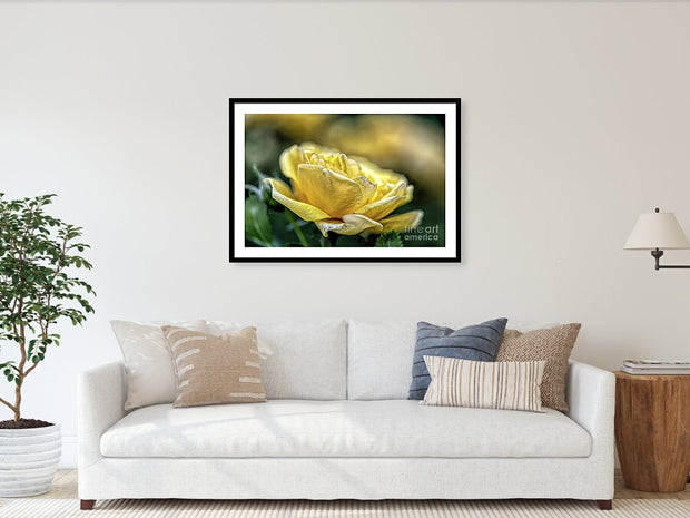A Mother's Rose