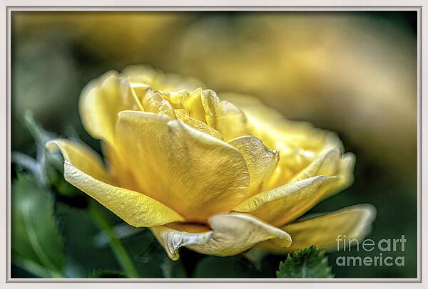A Mother's Rose