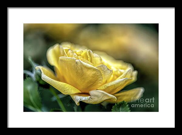 A Mother's Rose
