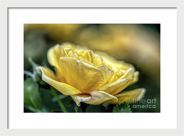 A Mother's Rose