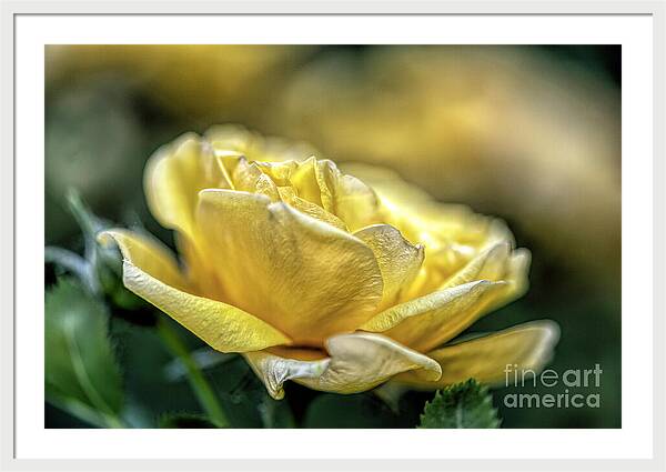 A Mother's Rose