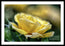 A Mother's Rose