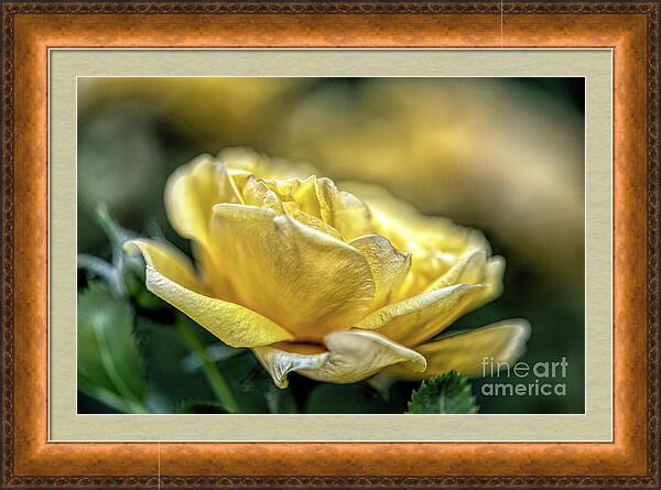 A Mother's Rose