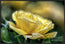 A Mother's Rose