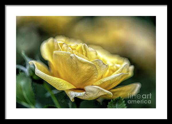 A Mother's Rose