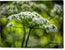 Queen Ann Lace