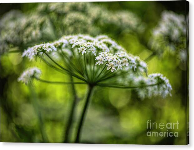 Queen Ann Lace