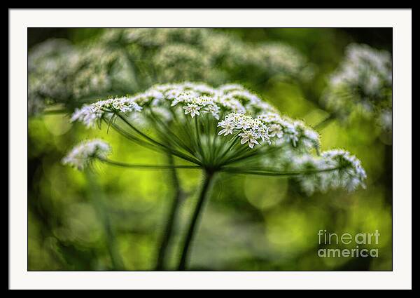 Queen Ann Lace