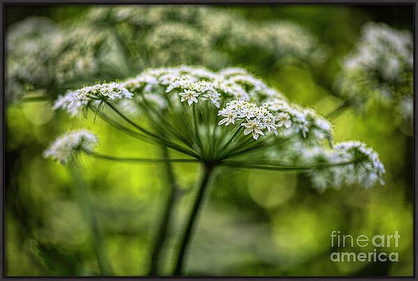 Queen Ann Lace