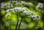 Queen Ann Lace