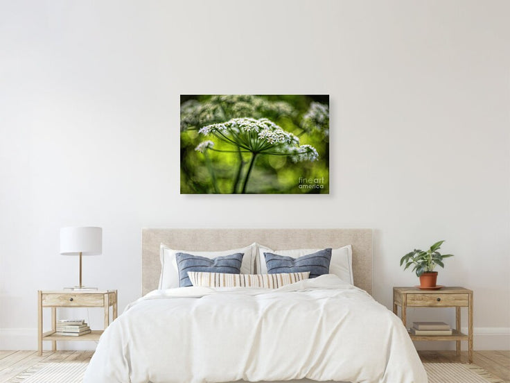 Queen Ann Lace