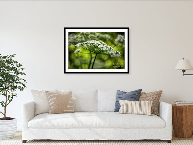 Queen Ann Lace