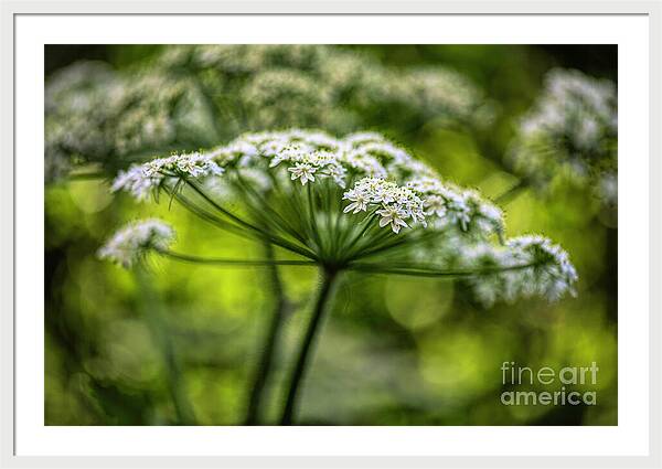 Queen Ann Lace