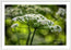 Queen Ann Lace