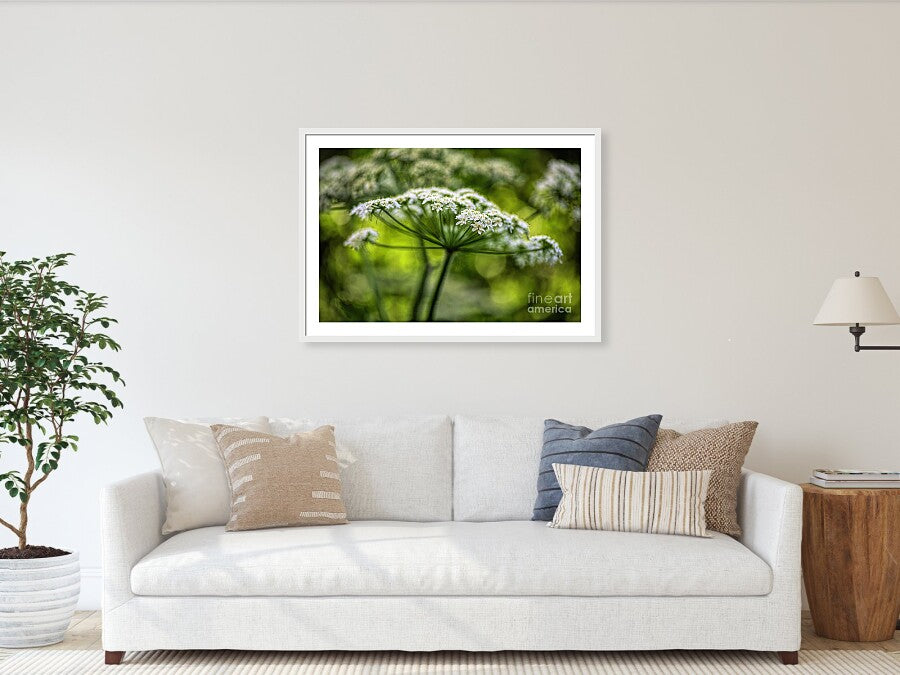 Queen Ann Lace