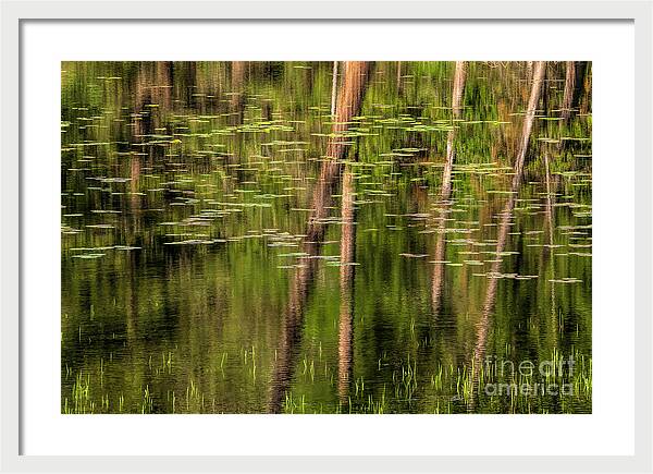 Tranquil Monet