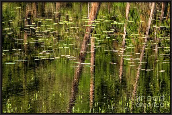 Tranquil Monet