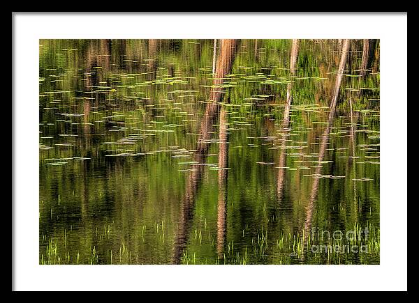 Tranquil Monet