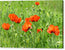 Peace with the Poppies