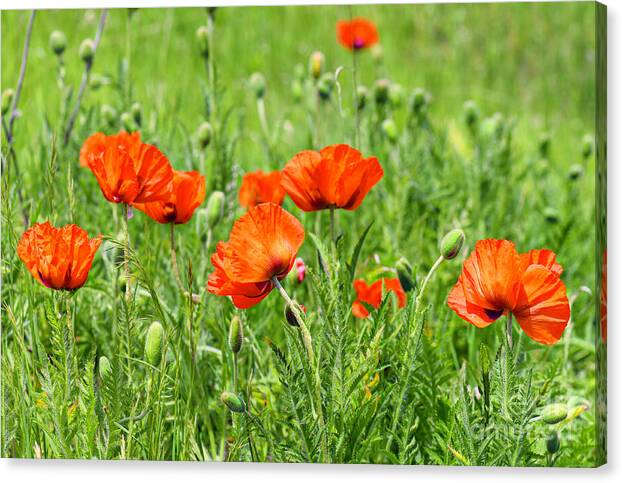 Peace with the Poppies