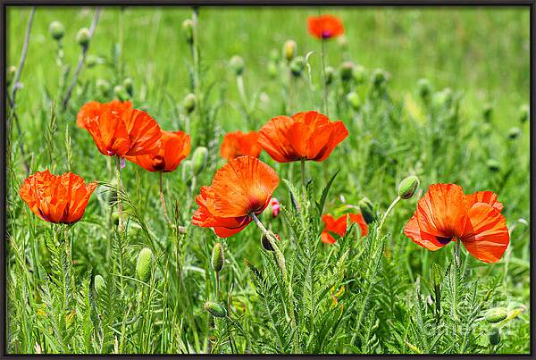 Peace with the Poppies