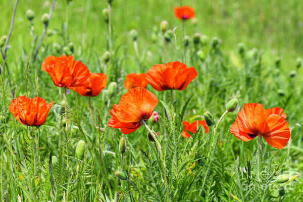Peace with the Poppies