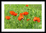 Peace with the Poppies