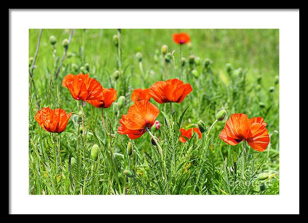 Peace with the Poppies