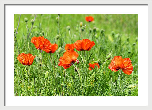 Peace with the Poppies