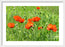 Peace with the Poppies