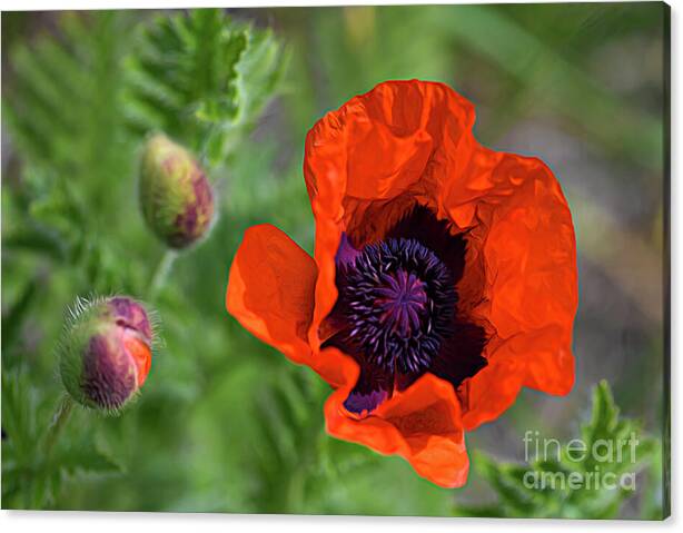 Resilience in Bloom
