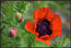 Resilience in Bloom