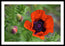 Resilience in Bloom