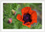 Resilience in Bloom