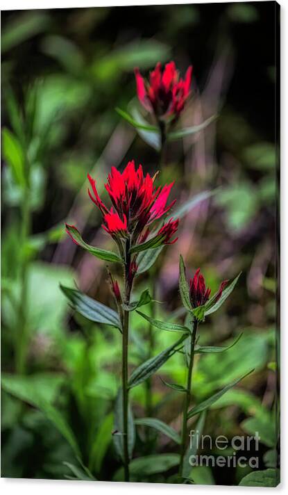 Scarlet Beauties