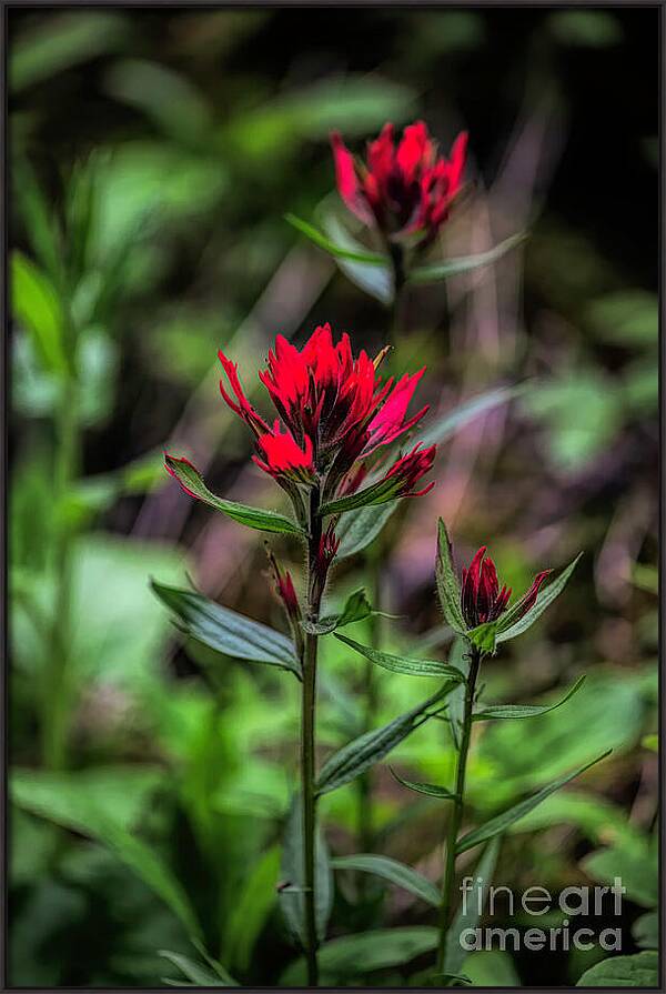 Scarlet Beauties