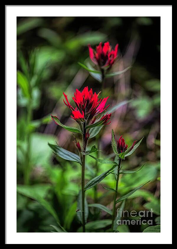 Scarlet Beauties