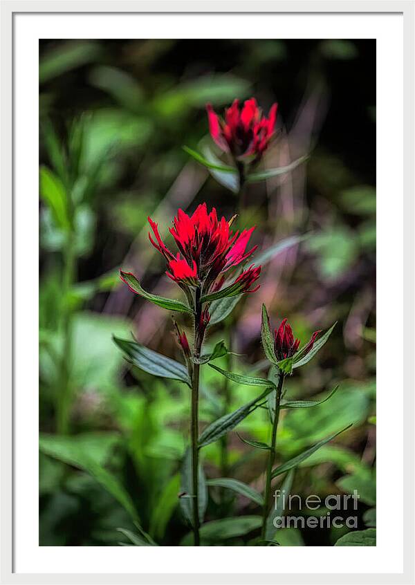Scarlet Beauties