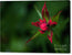 Red Star Touch