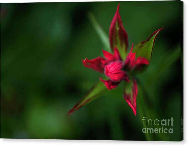 Red Star Touch
