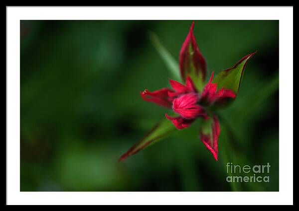 Red Star Touch