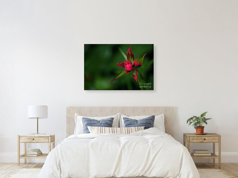 Red Star Touch