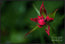 Red Star Touch