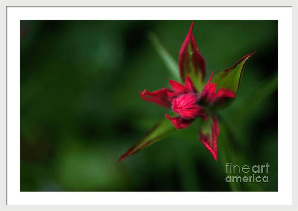Red Star Touch